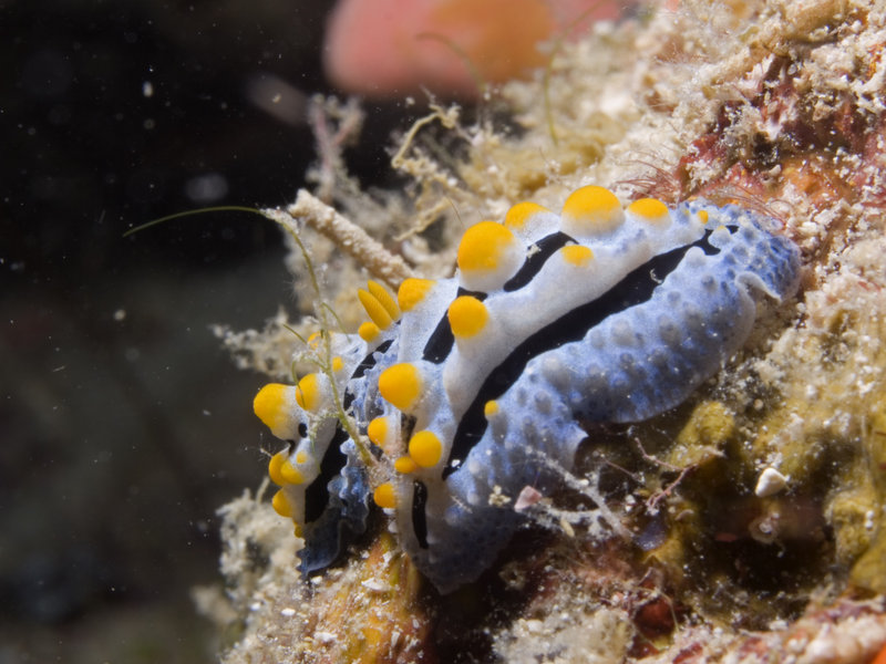 Nudibranch, Mabul, Stingray City